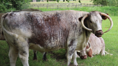 Photo of Longhorn cattle in Christ Church Meadow