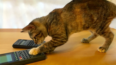 cat playing with calculators