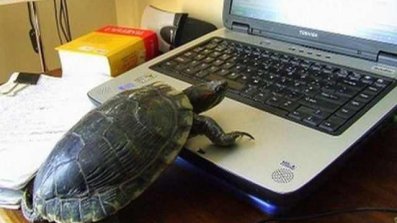 Tortoise working on a laptop
