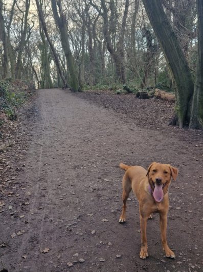 Eve the dog looking happy on a walk