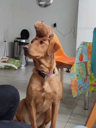 Eve the dog with a toy capybara on her head