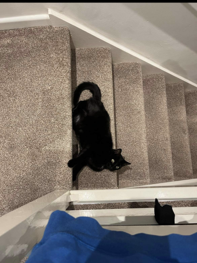 Shelby the black cat lying on the stairs, looking like a bat
