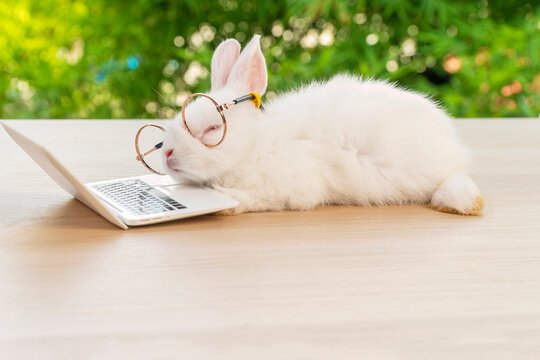 Bunny wearing glasses, asleep on a tiny computer