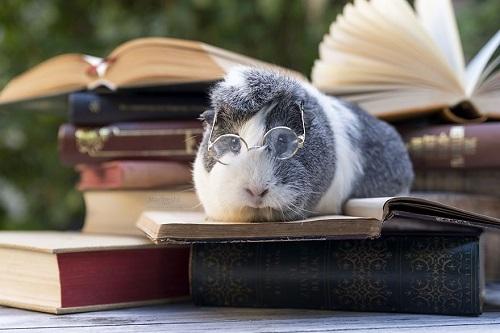 Guinea pig studying hard 
