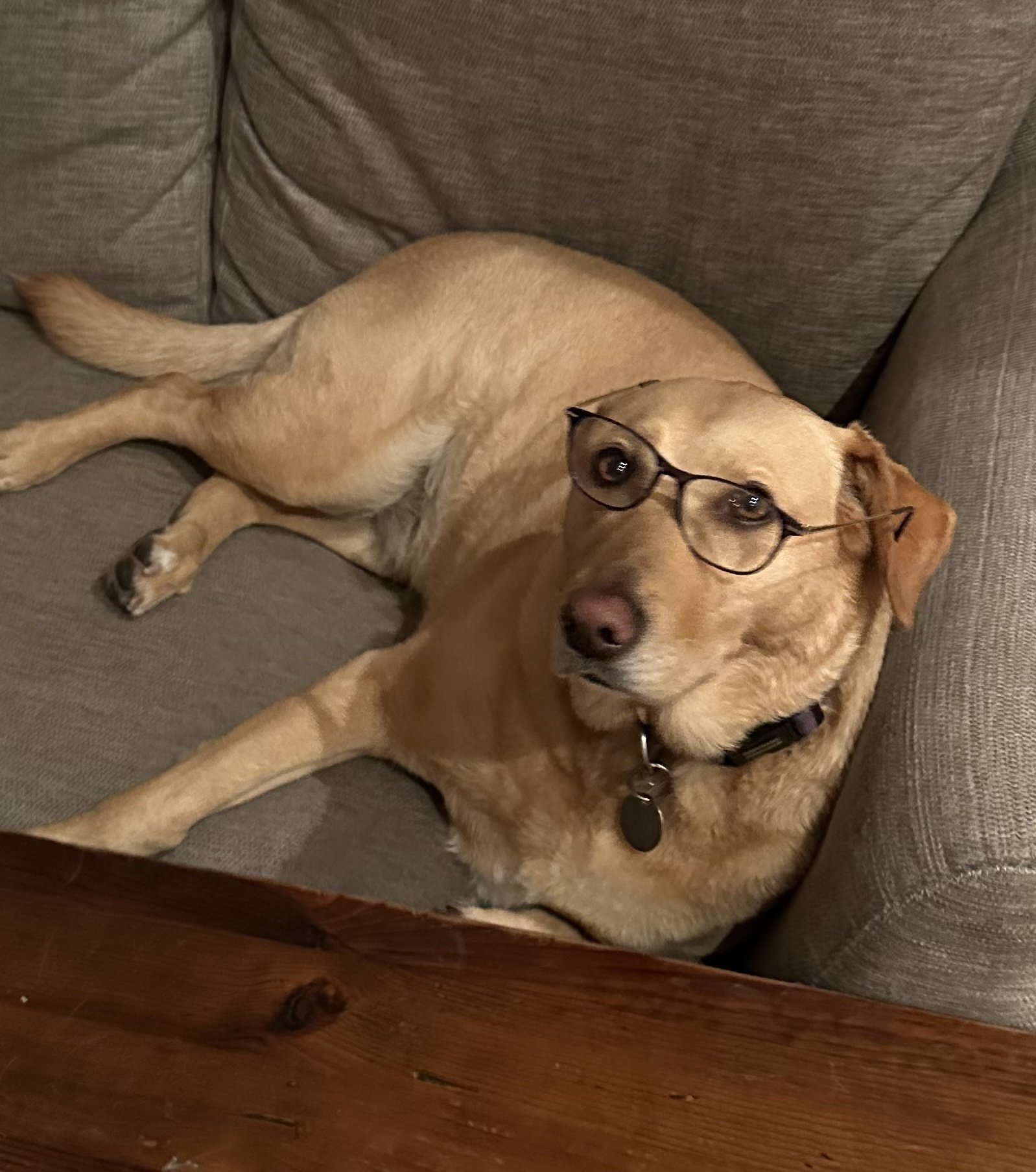 Lola the dog wearing glasses