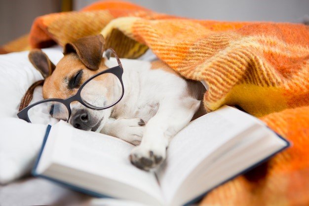 Dog wearing glasses, asleep on a book