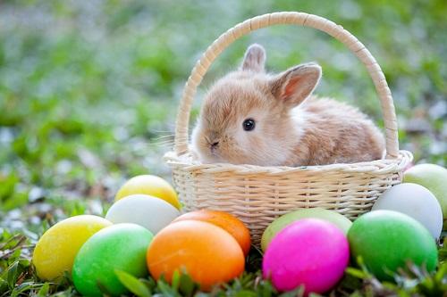 Bunny sitting in an Easter basket