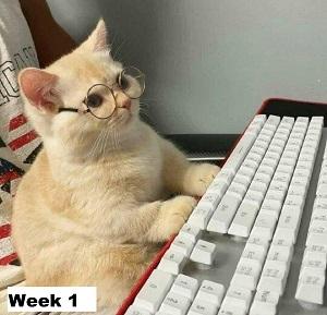 Cat with glasses on and a laptop, looking very productive
