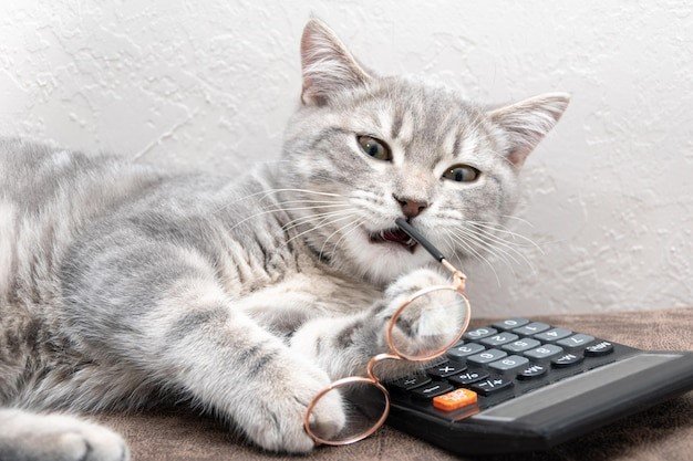 A cat chewing on a pair of glasses, lying on top of a calculator