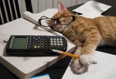 a cat asleep on a textbook with a calculator