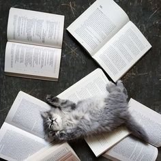 Kitten lying in a pile of books