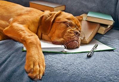 a dog wearing glasses sleeping on a textbook 