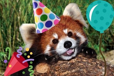 A red panda celebrating the start of summer 