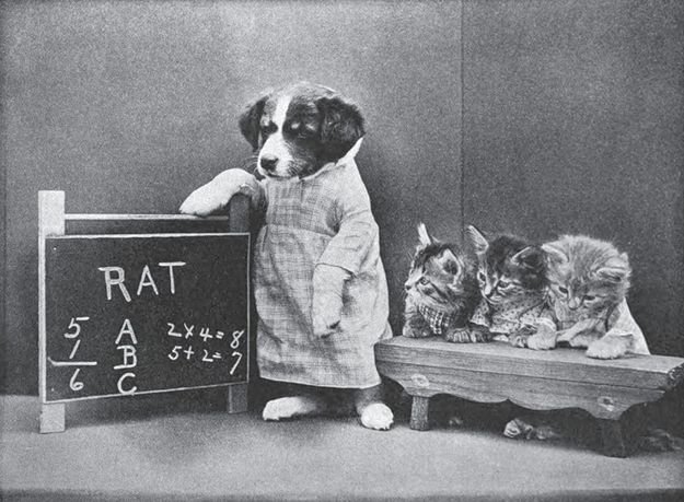 A black and white photo of a dog teaching some kittens about maths