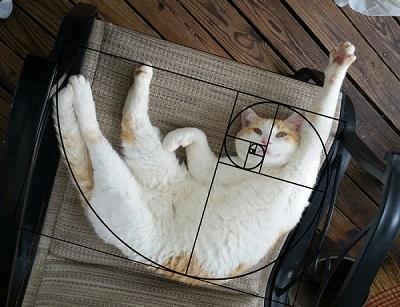A cat furbonacci sequence