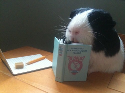 Guinea pig studying a book