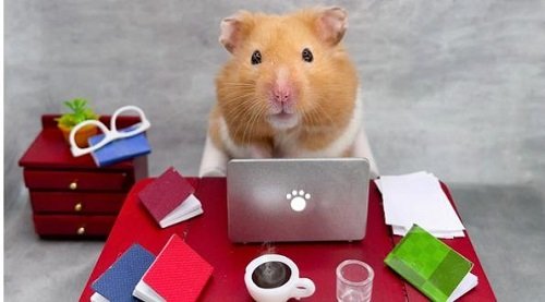 A hamster revising for his exams