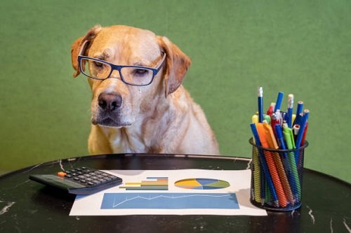 Dog studying graphs with his calculator