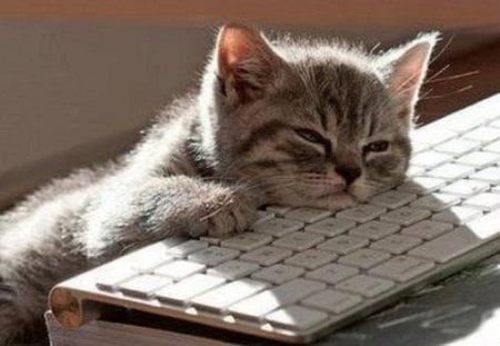a kitten lying on a keyboard, looking very tired