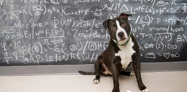 Dog standing in front of a board covered in maths