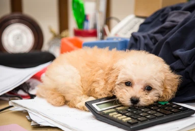 Puppy with a calculator