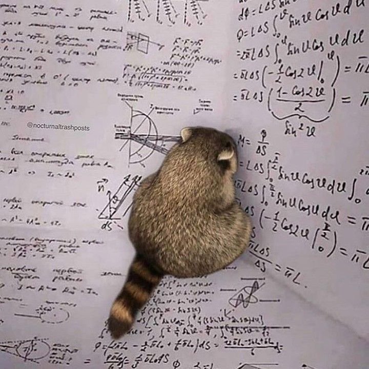 a raccoon crouching in a corner, surrounded by maths