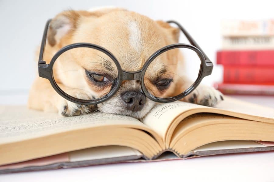 a tired looking dog with big glasses reading a book