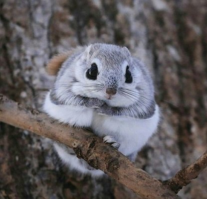 Japanese dwarf squirrel looking cute and round