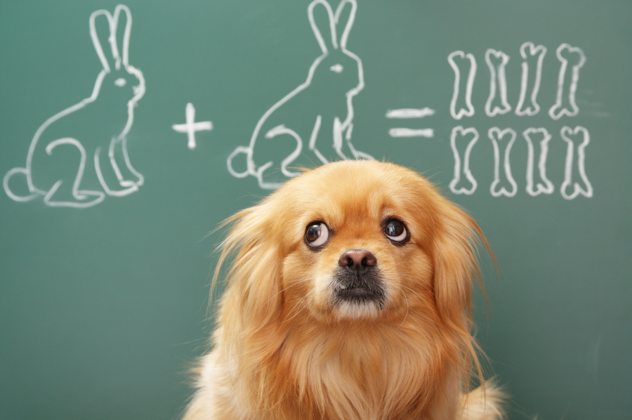 dog looking at a blackboard with bunny rabbit calculations