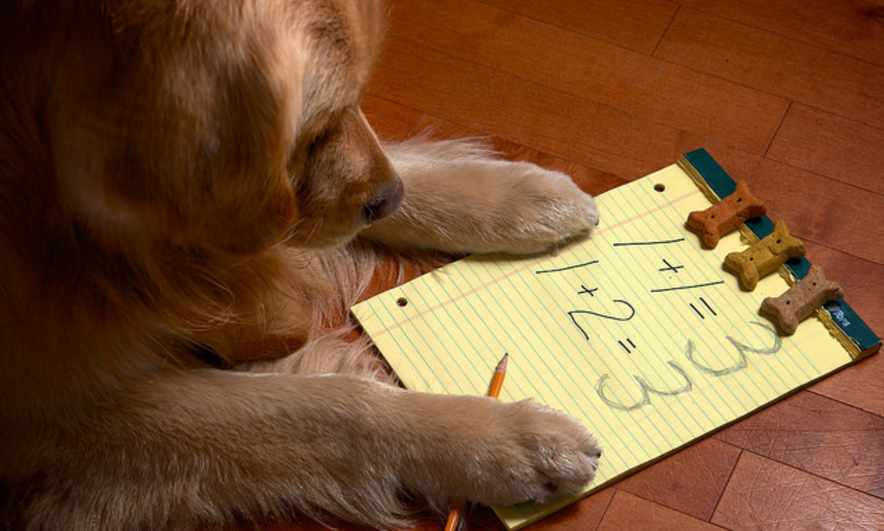 pet