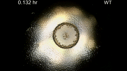 Movie Caption: Macrophotography of pattern formation during feeding front expansion of Dictyostelium colonies.