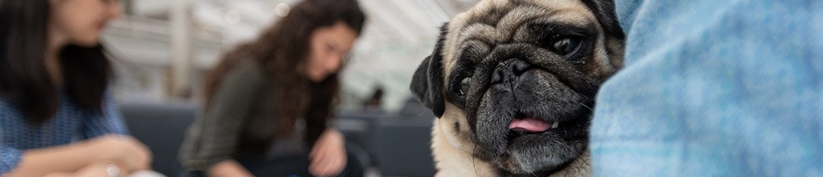 Delta the support canine