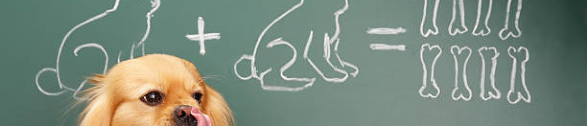 cute dog licking his lips near chalkboard. on chalkboard there a drawing of a bunny + bunny = 8 bones cute dog licking his lips near chalkboard. on chalkboard there a drawing of a bunny + bunny = 8 bones