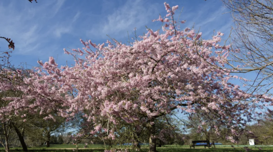 Cherry blossom in the Parks
