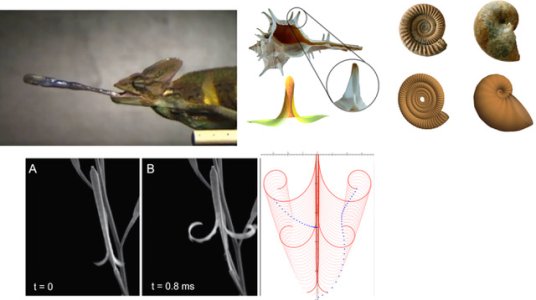 Mechanical processes in biology