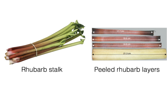 Picture of unpeeled rhubarb and peeled rhubarb showing the different lengths of peel
