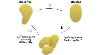 Diagram showing how deformation, growth, and elasticity tensors operate