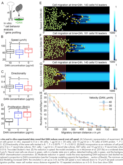 Cranial neural crest cell migration