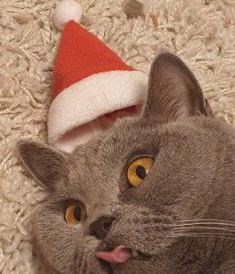 Louie the cat wearing a Christmas hat
