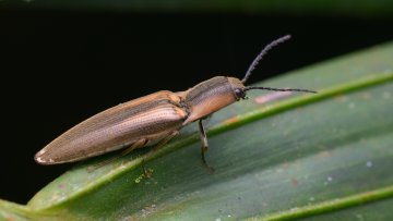 Image of beetle Image of beetle