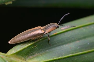 Image of beetle