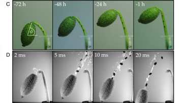 Images of fruit reorientation at minus 72, 48, 24, and 1 h (left-to-right) to launch &amp; images of seed dispersal at 2, 5, 10, and 20 ms (left-to-right) after abscission of the stem