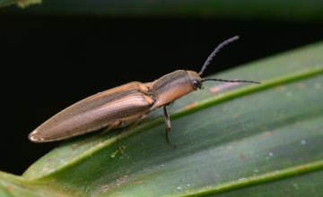 Image of beetle
