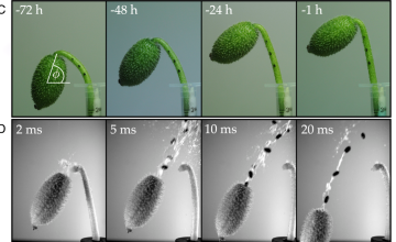Images of fruit reorientation at minus 72, 48, 24, and 1 h (left-to-right) to launch &amp; images of seed dispersal at 2, 5, 10, and 20 ms (left-to-right) after abscission of the stem