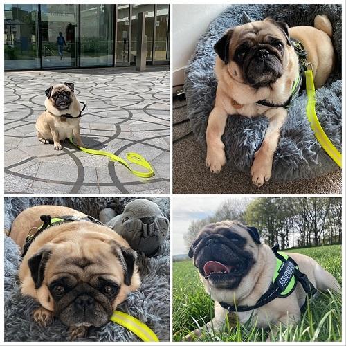 Delta the pug looking very happy