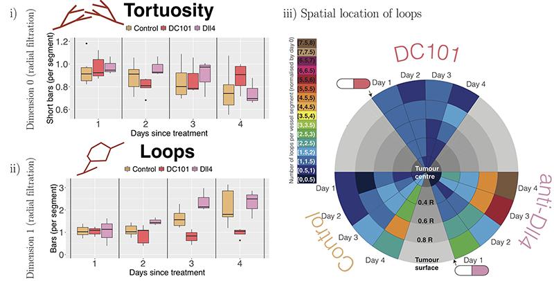 Image of topological descriptors computed from intravital data of tumour blood vessels