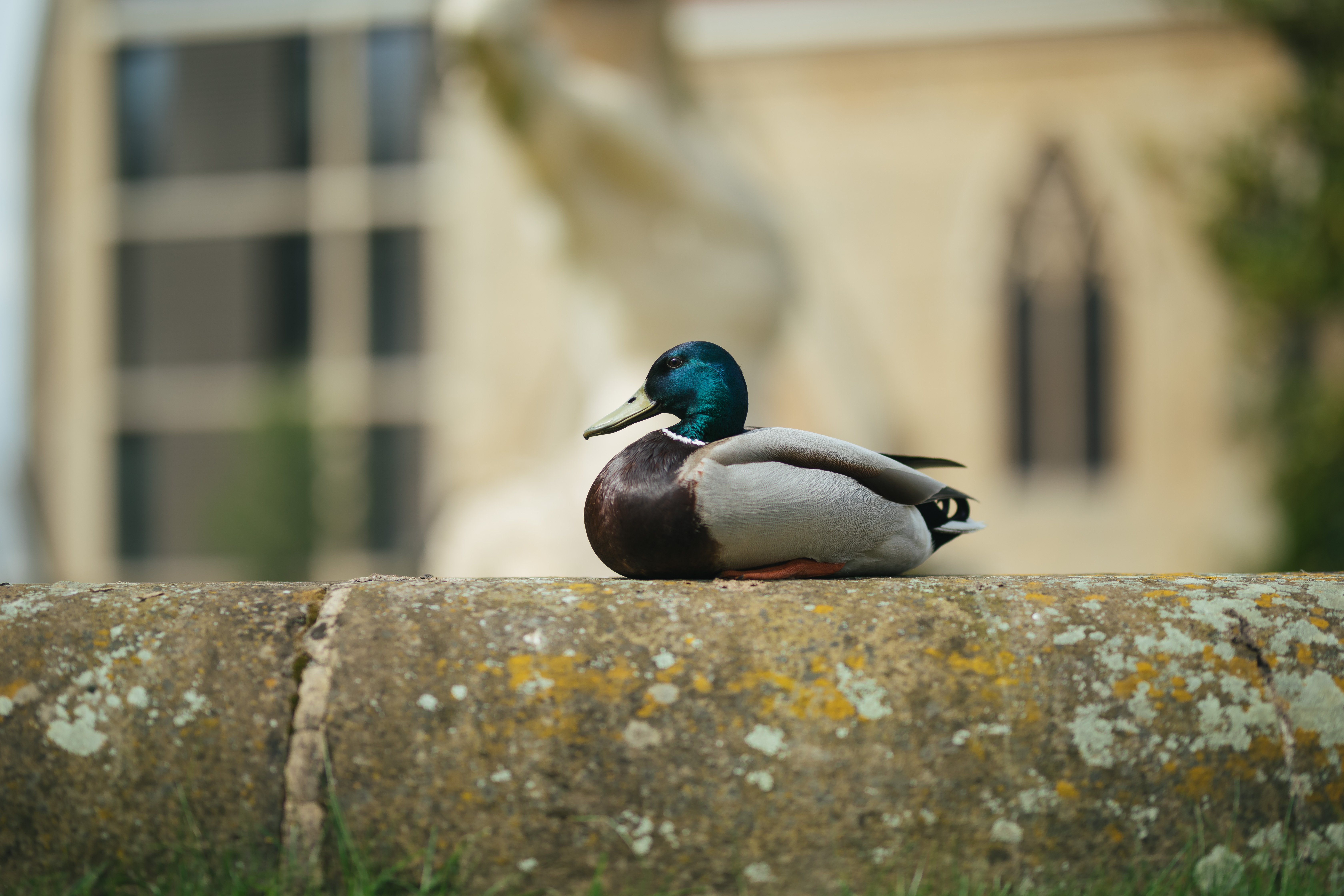 A mathematical duck sat on a fountain