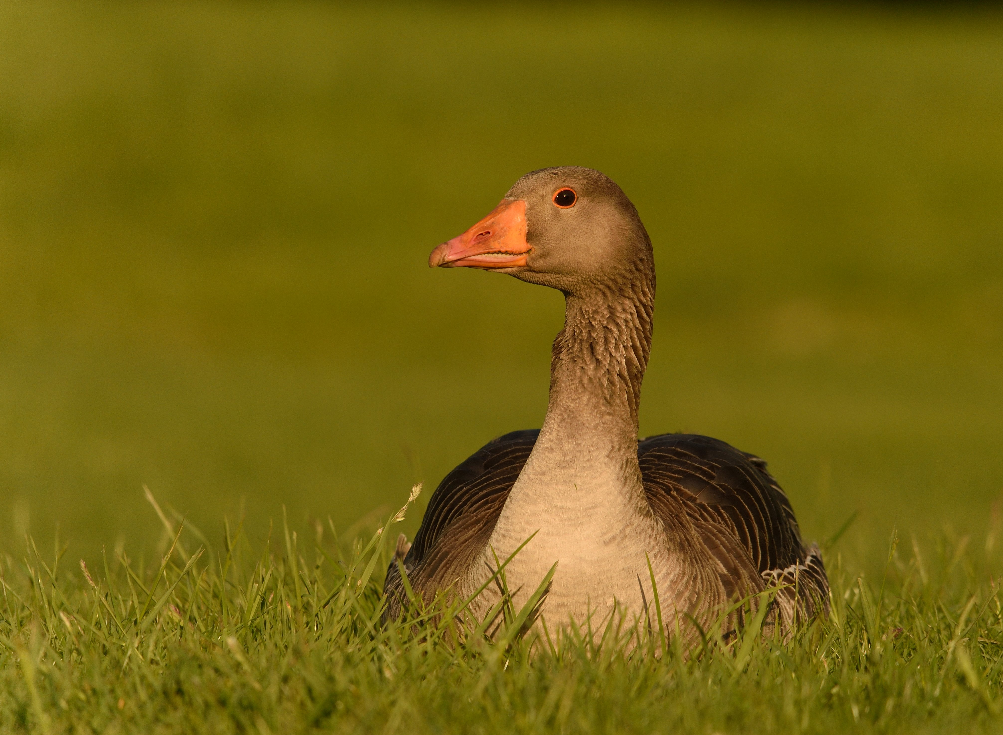 A mathematical goose A mathematical goose