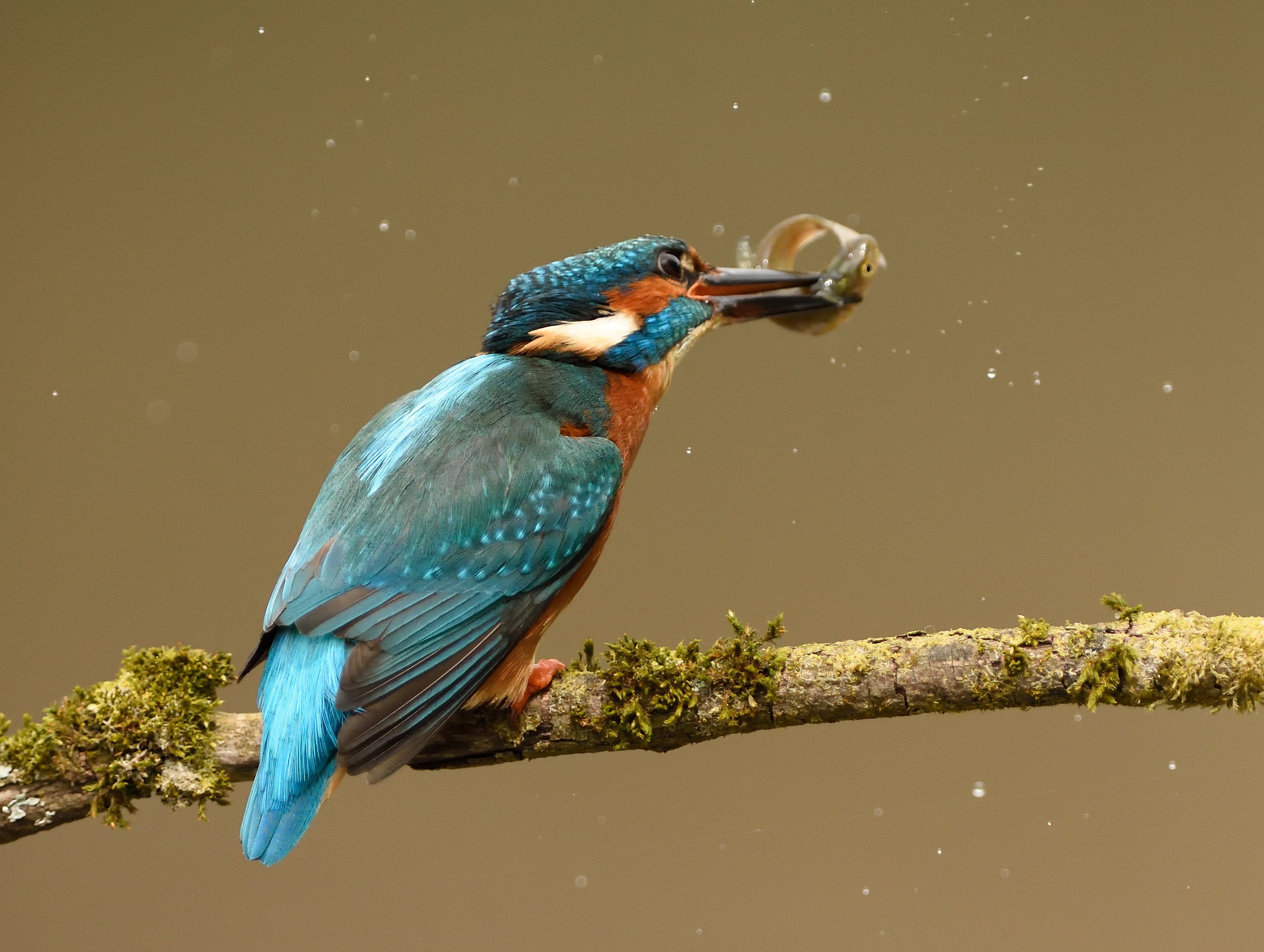 Kingfisher