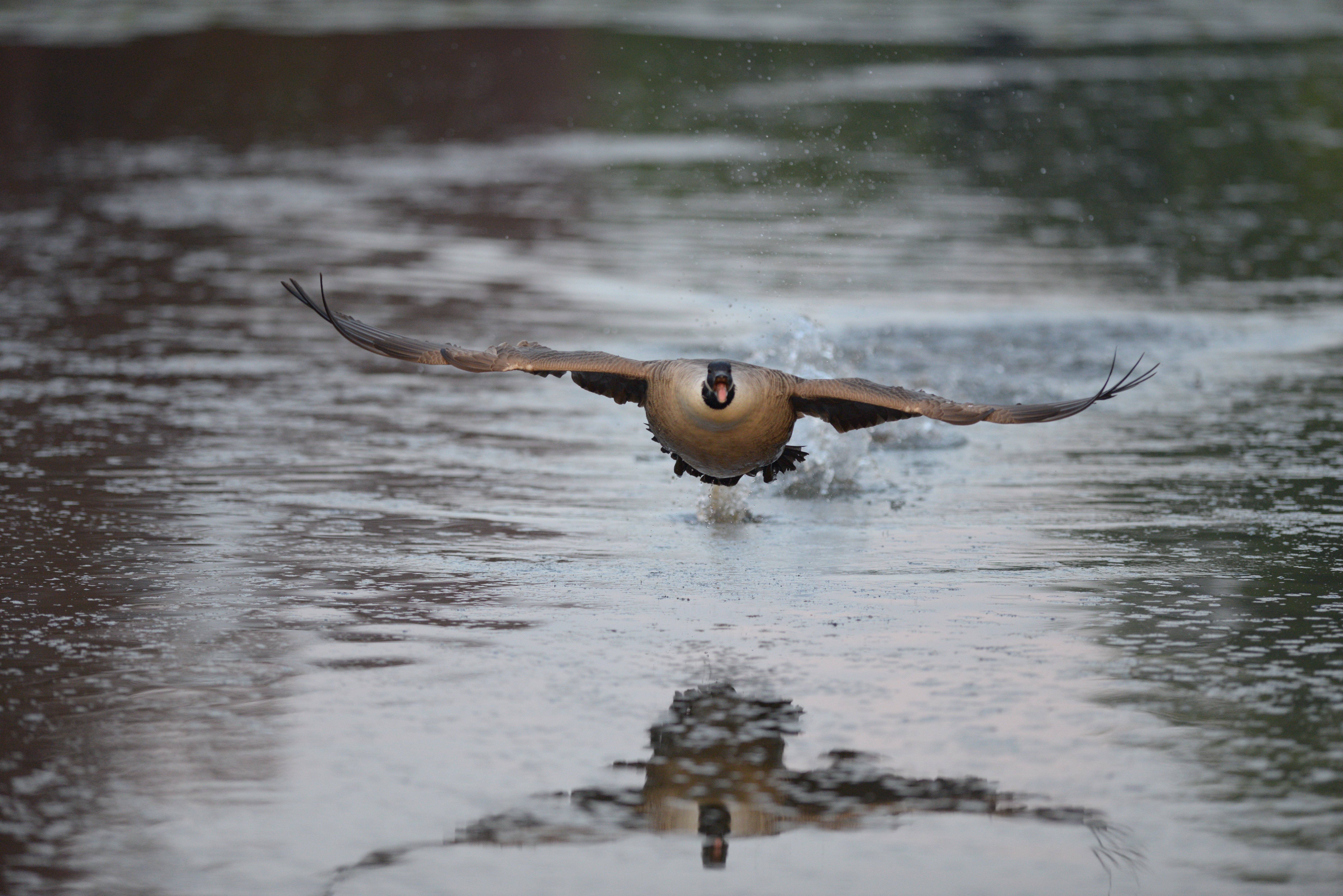 A silly goose A silly goose